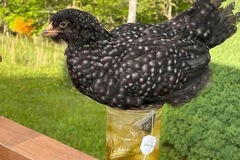 Selling with online payment: Stunning Barnyard Mix Hatching Eggs
