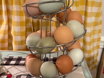 Selling with online payment: Stunning Barnyard Mix Hatching Eggs