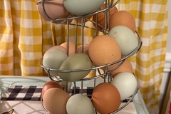 Selling with online payment: Stunning Barnyard Mix Hatching Eggs