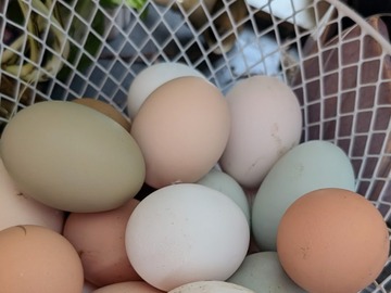 Selling with In-person Payment: Fair Lane 107 Farm Heritage Breed Poultry