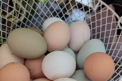 Selling with In-person Payment: Fair Lane 107 Farm Heritage Breed Poultry