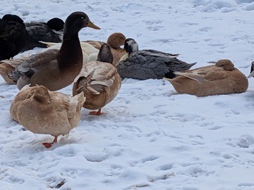 Selling with In-person Payment: Fair Lane 107 Farm Heritage Breed Poultry