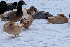 Selling with In-person Payment: Fair Lane 107 Farm Heritage Breed Poultry