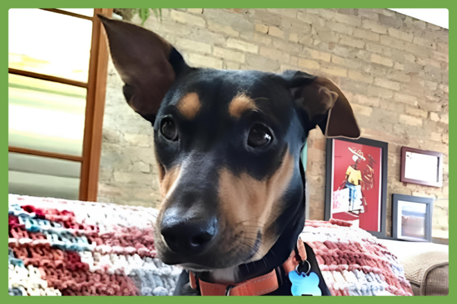 Winnie, a mixed breed looking for a loving home in a loving home