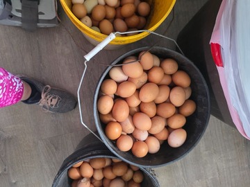 Selling with In-person Payment: Farm Fresh Eggs Daily