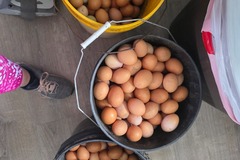 Selling with In-person Payment: Farm Fresh Eggs Daily