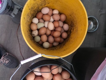 Selling with online payment: Farm Fresh Eggs Daily