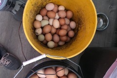 Selling with online payment: Farm Fresh Eggs Daily