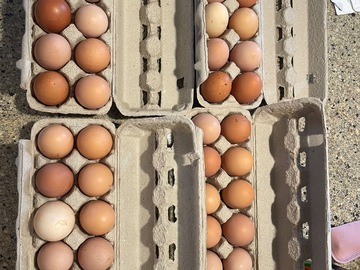 Selling with In-person Payment: Fresh free range chicken eggs 