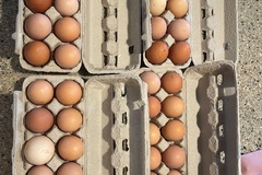 Selling with In-person Payment: Fresh free range chicken eggs 