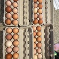 Selling with In-person Payment: Fresh free range chicken eggs 