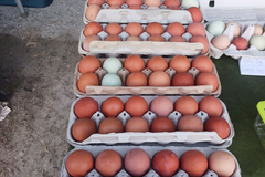 Selling with online payment: Free Range Fresh Jumbo Brown Eggs