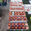 Selling with online payment: Free Range Fresh Jumbo Brown Eggs