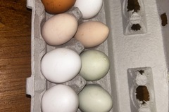 Selling with online payment: Fresh eggs straight from our family ranch in Patterson, CA   