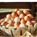 Selling with online payment: Farm Eggs