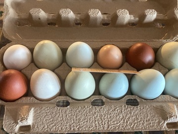 Selling with In-person Payment: Farm fresh Chicken Eggs 