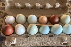 Selling with In-person Payment: Farm fresh Chicken Eggs 