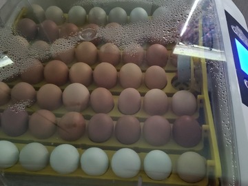 Selling with In-person Payment: Non GMO fed free range eggs
