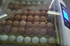 Selling with In-person Payment: Non GMO fed free range eggs
