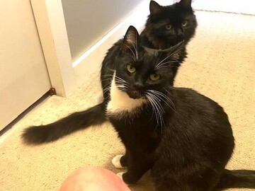   : Momma Cat & Male Kitten