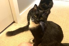   : Momma Cat & Male Kitten