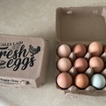 Selling with In-person Payment: Organic farm fresh eggs for sale ( Petaluma, CA)