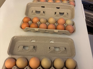 Selling with online payment: Fresh chicken eggs 