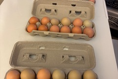 Selling with online payment: Fresh chicken eggs 