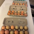 Selling with online payment: Fresh chicken eggs 