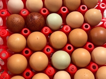 Selling with online payment: Local Fresh Eggs