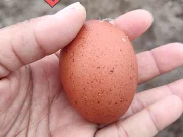 Selling with online payment: Black Cooper Marans