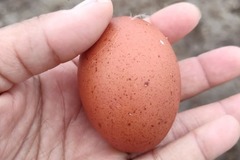 Selling with online payment: Black Cooper Marans