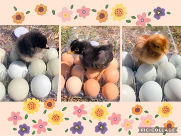 Selling with In-person Payment: Hatching Eggs