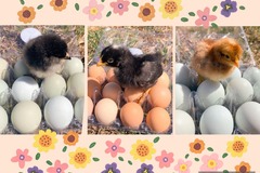 Selling with In-person Payment: Hatching Eggs