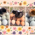 Selling with In-person Payment: Hatching Eggs