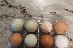 Selling with In-person Payment: Fresh chicken eggs