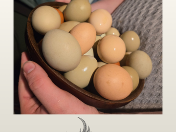 Selling with In-person Payment: Farm Fresh Free-Range Eggs