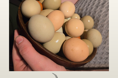 Selling with In-person Payment: Farm Fresh Free-Range Eggs