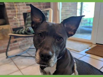  : Dani