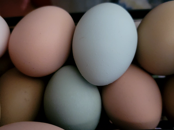 Selling with In-person Payment: BYM, Olive Eggers, Brahma and Bantams