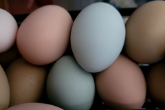 Selling with In-person Payment: BYM, Olive Eggers, Brahma and Bantams