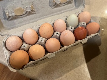 Selling with In-person Payment: Free range chicken eggs