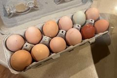 Selling with In-person Payment: Free range chicken eggs