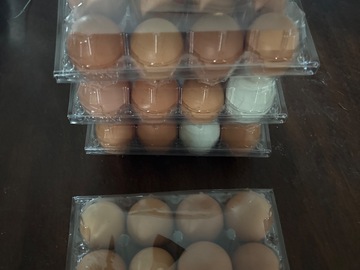 Selling with In-person Payment: Farm fresh eggs for eating or for hatching