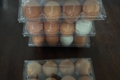 Selling with In-person Payment: Farm fresh eggs for eating or for hatching