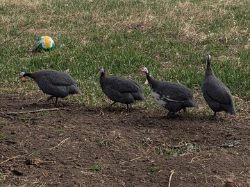 Selling with In-person Payment: guinea eggs 