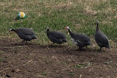 Selling with In-person Payment: guinea eggs 