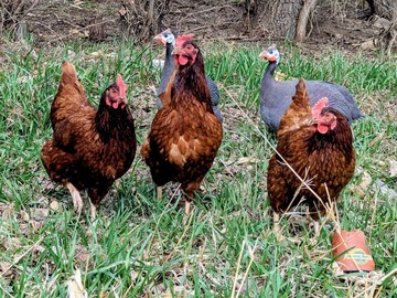 Selling with In-person Payment: Rhode Island red eggs