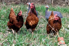 Selling with In-person Payment: Rhode Island red eggs