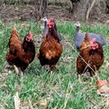 Selling with In-person Payment: Rhode Island red eggs